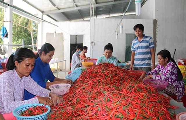 Sản xuất khoa học mang lại giá trị lớn về kinh tế, giúp nông dân vươn lên làm giàu (Ảnh Tư liệu)