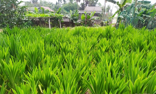 Củ xạ can được doanh nghiệp bao tiêu với giá 40 ngàn đồng/kg (Ảnh: TL)