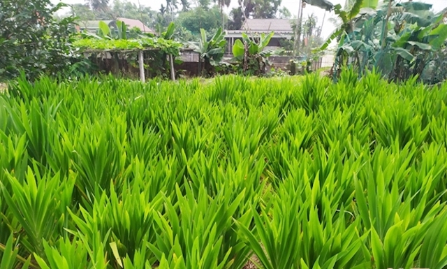 Củ xạ can được doanh nghiệp bao tiêu với giá 40 ngàn đồng/kg (Ảnh: TL)