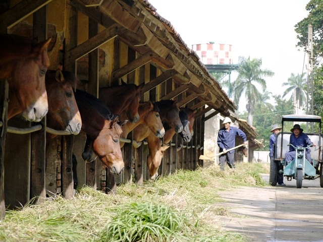 Đầu tư chăn nuôi khoa học, chú trọng xử lý chất thải góp phần bảo vệ môi trường
