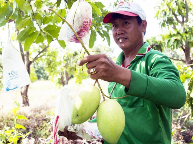 HTX xoài cát Hòa Lộc Hòn Đất ra đời không chỉ giúp người dân nâng cao thu nhập mà còn từng bước xây dựng và phát triển nhãn hiệu tập thể xoài Hòn Đất (Ảnh TL)