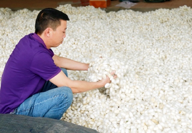 Kén tằm được HTX đứng ra thu mua với giá bảo đảm có lãi cho người dân.