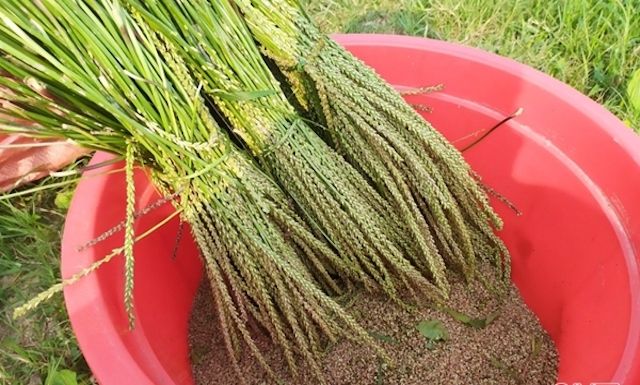 Mỗi sào mã đề cho giá trị khoảng 6 triệu đồng/vụ (trồng trong 4 tháng), cao hơn nhiều so với trồng lúa (Ảnh: TL)