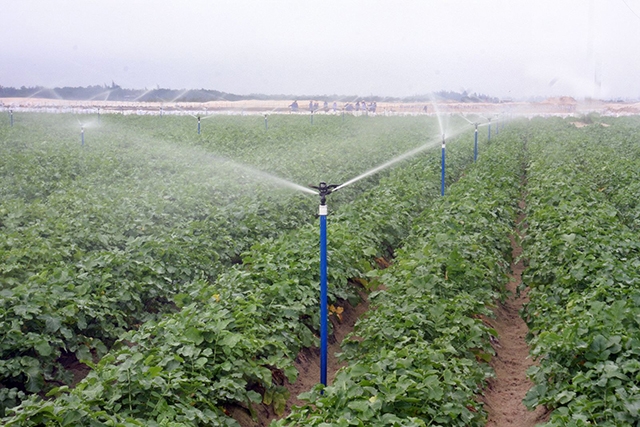 Chuyển đổi cơ cấu cây trồng phù hợp giúp người dân xã Nam Hùng, từng bước xoá nghèo (Ảnh:TL)