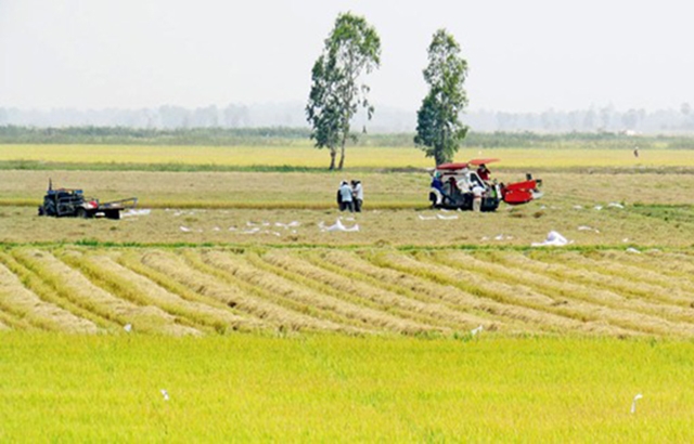 Mô hình trồng lúa thông minh mang lại hiệu quả tích cực tại Đồng Tháp (Ảnh Tư liệu)