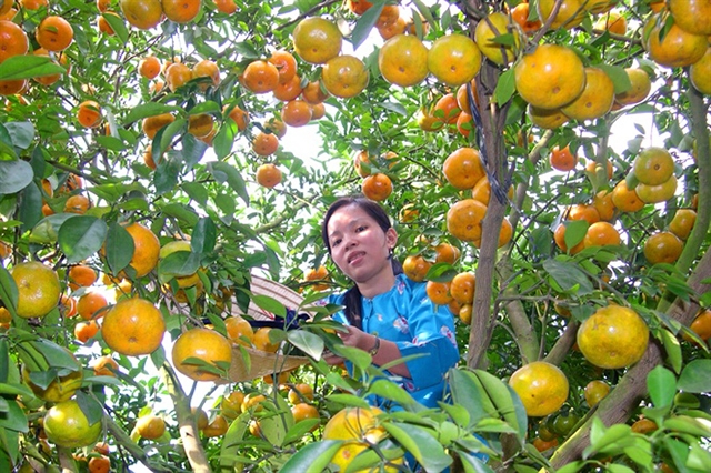 Không chỉ có lúa, mô hình nông nghiệp thông minh đang lan tỏa sang nhiều loại cây trồng khác (Ảnh TL)