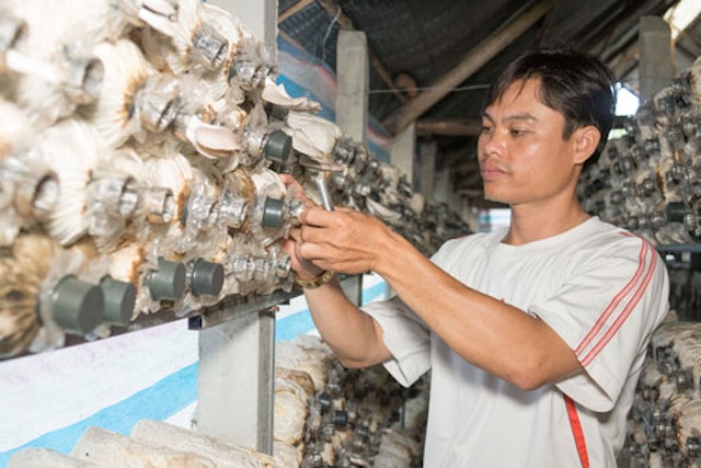 Tổ hợp tác trồng nấm ở xã Tân Hưng.