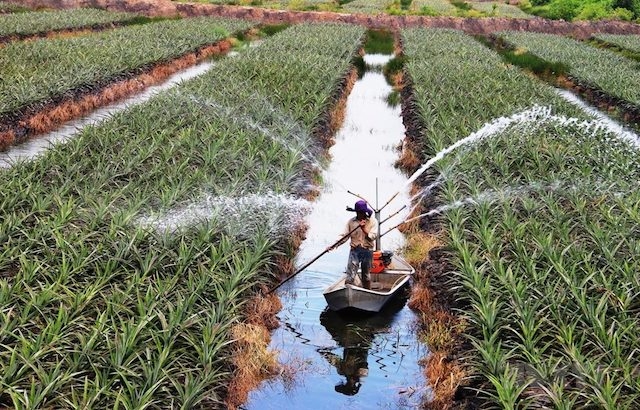 Huyện Bàu Bàng đang phát triển mở rộng các mô hình nông nghiệp tiên tiến hiệu quả.