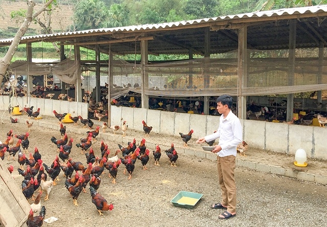 Khu vực chuồng trại của HTX được đặt xa khu dân cư, đảm bảo thoáng mát (Ảnh:TL)