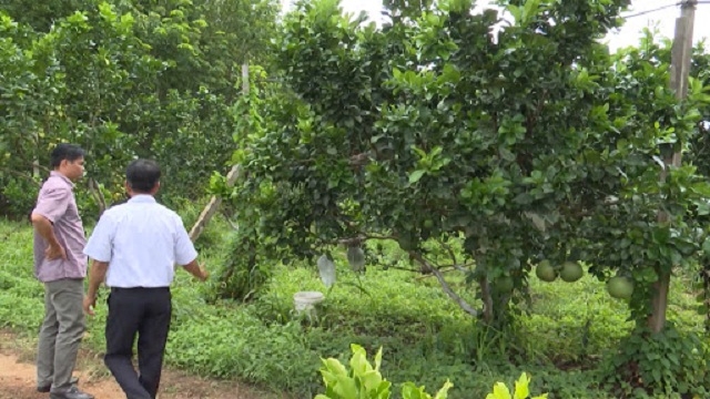 Các tổ hợp tác và HTX có vai trò quan trọng trong tiến trình xây dựng NTM, góp phần tái cơ cấu ngành nông nghiệp và xóa đói giảm nghèo (Ảnh: TL)