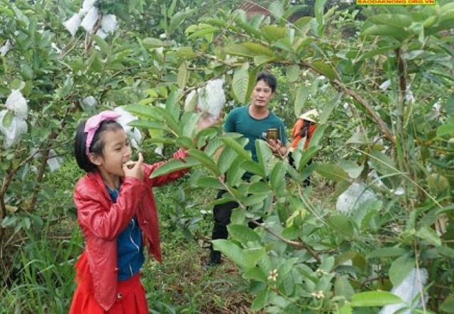 Sản phẩm có đầu ra ổn định nhờ hợp đồng bao tiêu, đồng thời mở ra hướng phát triển du lịch trải nghiệm (Ảnh: TL)