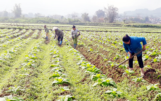 Các HTX cũng đang đóng góp quan trọng trong việc nâng cao thu nhập cho người dân (Ảnh TL)