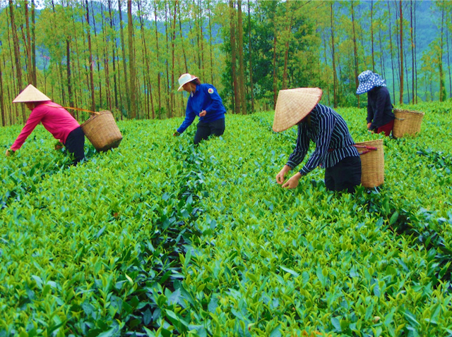 HTX sản xuất chế biến chè Đá Hen, huyện Cẩm Khê áp dụng kỹ thuật thu hái búp chè thủ công để nâng cao chất lượng nguyên liệu phục vụ chế biến.