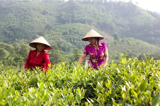 HTX chế biến chè Hoàng Văn, xã Văn Luông, huyện Tân Sơn đã đầu tư trồng, chế biến chè theo quy trình an toàn, đảm bảo chất lượng nhằm tạo thương hiệu và nâng cao giá trị sản phẩm