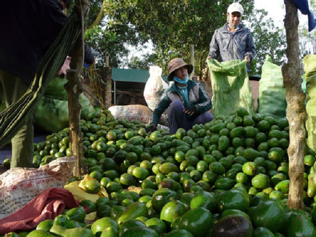 Việc thành lập HTX sẽ tạo được nguồn cung sản lượng lớn, nâng cao thu nhập nhờ được đảm bảo đầu ra (Ảnh: TL)