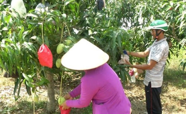 Phương pháp bao quả giúp tăng chất lượng trái cây và giảm sử dụng thuốc BVTV (Ảnh: TL)