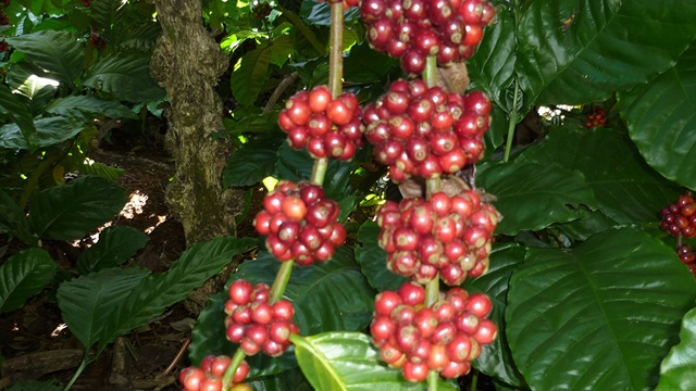 Sau khi chạm đáy 10 năm, giá cà phê quay đầu tăng giá (Ảnh Internet)