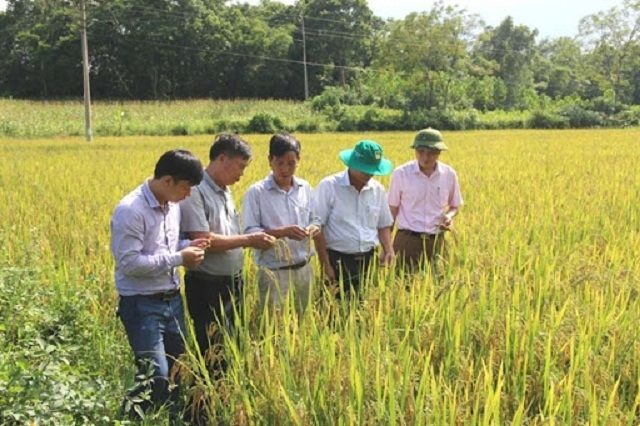 Mô hình canh tác lúa thông minh được đánh giá cao vì thích ứng với biến đổi khí hậu (Ảnh:TL)