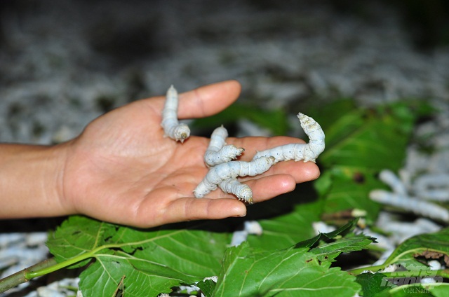 Nghề trồng dâu nuôi tằm nâng cao thu nhập cho người dân (Ảnh:TL)