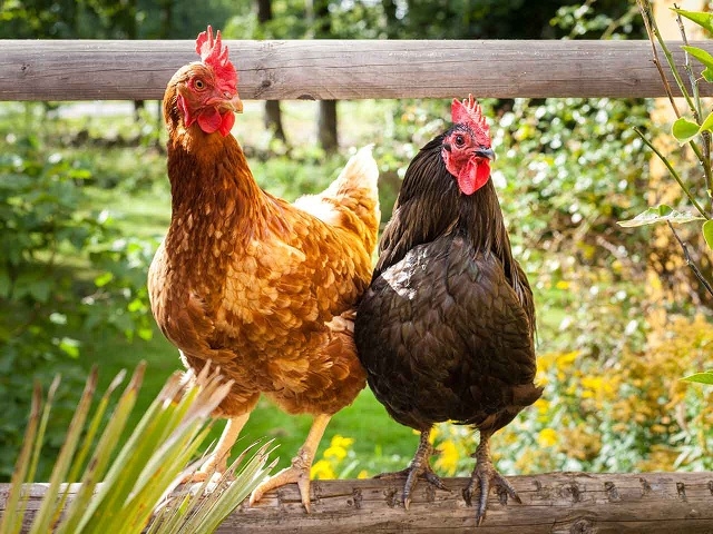 Chú trọng chăn nuôi theo hướng an toàn sinh học giúp nâng cao giá trị kinh tế và bảo đảm an toàn lao động (Ảnh: TL)