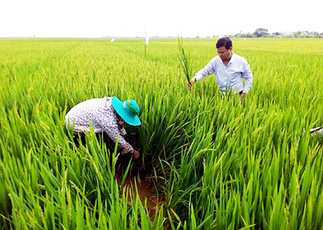 Sản xuất an toàn giúp nông dân giảm chi phí, tăng giá trị (Ảnh TL)