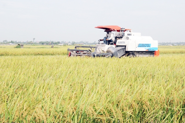 Thành công đang đến với HTX Đức Lân nhờ sản xuất khoa học gắn với ATLĐ (Ảnh Tư liệu)