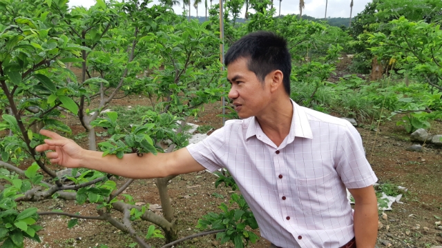 Anh Nguyễn Văn Hùng phấn khởi cho biết mùa na sắp tới hứa hẹn sẽ là vụ được mùa, được giá cho bà con