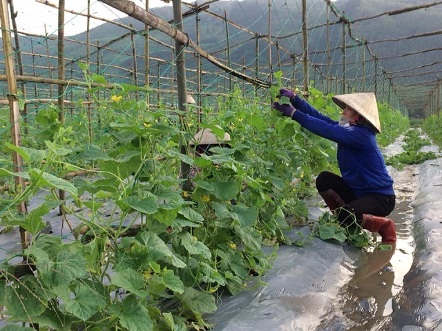 Ứng dụng công nghệ cao sản xuất dưa lưới bằng giá thể hữu cơ theo tiêu chuẩn VietGAP