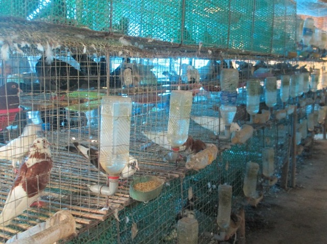 Chim bồ câu sinh sản giống Hà Lan (Ảnh: TL)