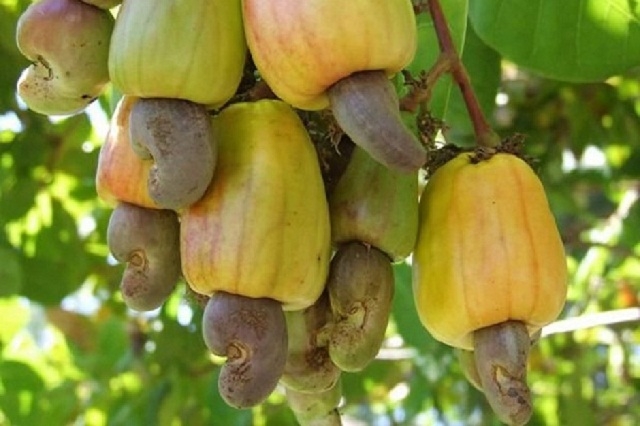 Trồng điều hữu cơ góp phần bảo vệ môi trường