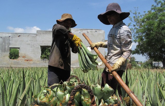 Ninh Thuận cần phát triển các HTX để thu hút lao động nông thôn