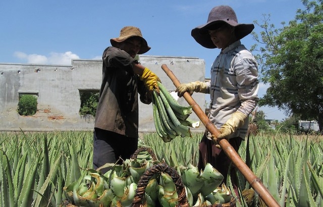 Ninh Thuận cần phát triển các HTX để thu hút lao động nông thôn