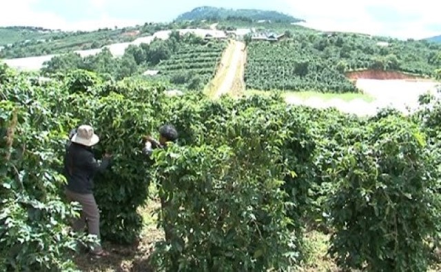 Hoàn thành tiêu chí sản xuất đóng góp quan trọng để đưa Lạc Dương về đích huyện nông thôn mới trong năm 2020 (Ảnh: TL)