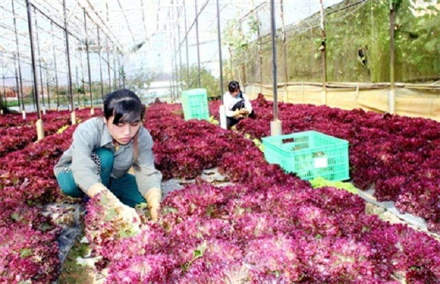 Liên kết sản xuất áp dụng công nghệ hiện đại theo tiêu chuẩn VietGAP đảm bảo đầu ra tiêu thụ sản phẩm ổn định