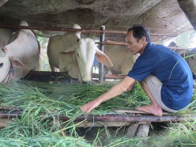 Mô hình nuôi bò vỗ béo đã và đang đem lại hiệu quả kinh tế cao, góp phần nâng cao thu nhập, ổn định cuộc sống cho người dân trên địa bàn xã Mỹ Thái (Ảnh:Internet)