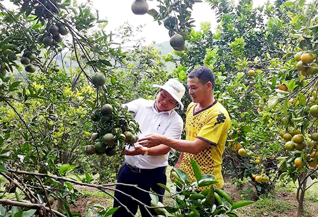 HTX Hoàn Thiện đang có đóng góp quan trọng vào quá trình nâng tầm thương hiệu cam sành Tam Bình (Ảnh TL)