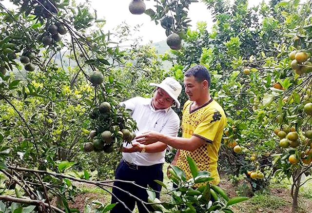 HTX Hoàn Thiện đang có đóng góp quan trọng vào quá trình nâng tầm thương hiệu cam sành Tam Bình (Ảnh TL)