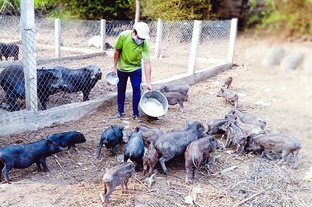 Mô hình chăn nuôi kết hợp của THT chăn nuôi Hồng Trung (Ảnh: TL)