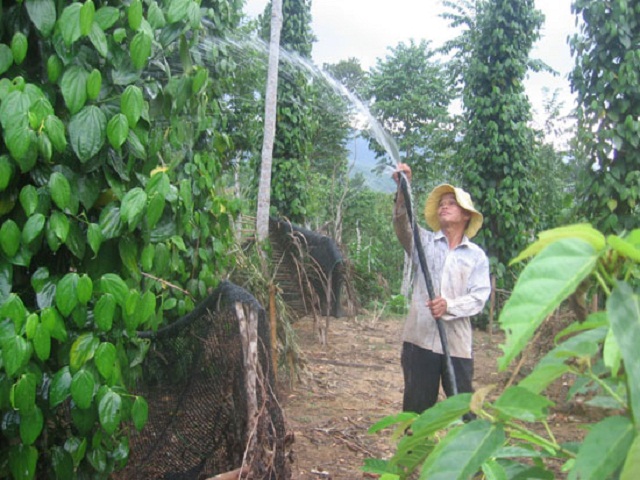 Người dân cải tạo vườn trồng tiêu.