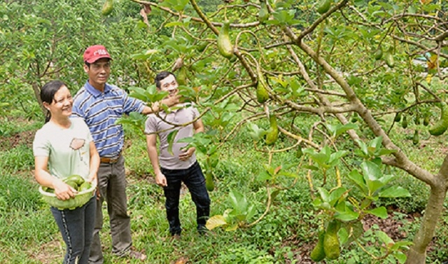 Khu vực kinh tế hợp tác, HTX đóng góp quan trọng vào công tác xóa đói giảm nghèo nhờ các mô hình sản xuất hiệu quả (Ảnh: TL)