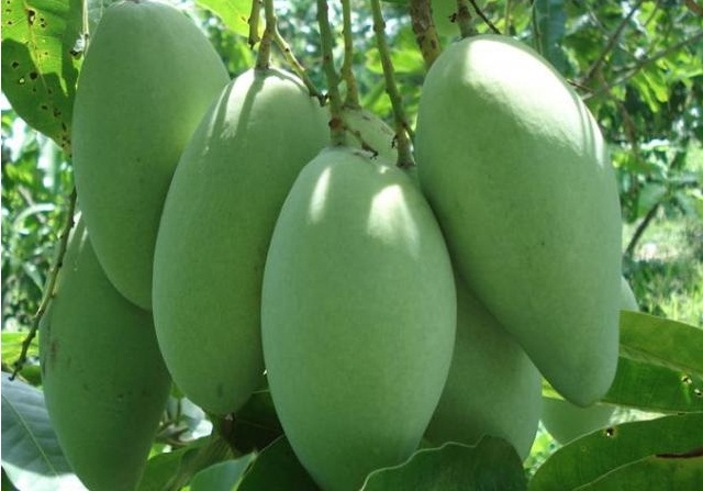 Xoài là một trong những sản phẩm xuất khẩu ở Sơn La (Ảnh:TL)