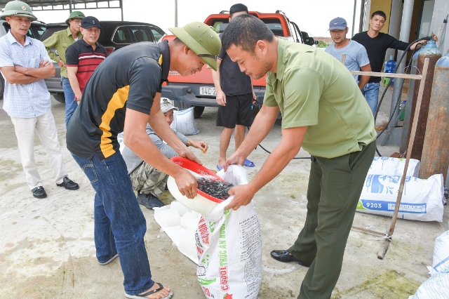 Cá giống nuôi theo tiêu chuẩn VietGAP của HTX Bắc Việt luôn được khách hàng tin tưởng lựa chọn (Ảnh T.L)