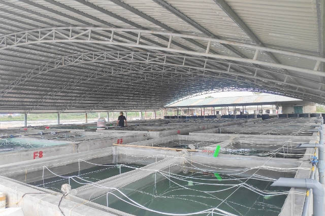 Bể nuôi cá giống được đầu tư bài bản tại HTX Bắc Việt