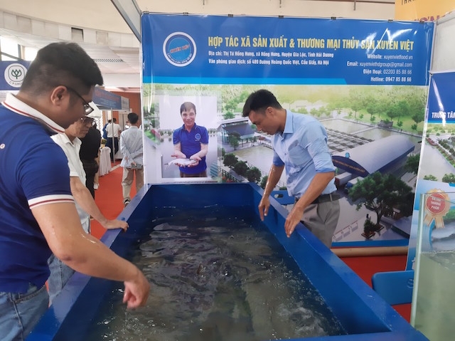 Sản phẩm cá tra đang tìm cách thu hút người tiêu dùng phía Bắc