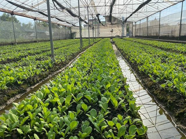 Trồng rau an toàn là một trong những hoạt động kinh tế cốt lõi của ngành nông nghiệp huyện Đông Anh