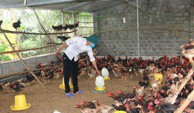 Xã tập trung chỉ đạo người dân tích cực chuyển đổi cơ cấu cây trồng, vật nuôi