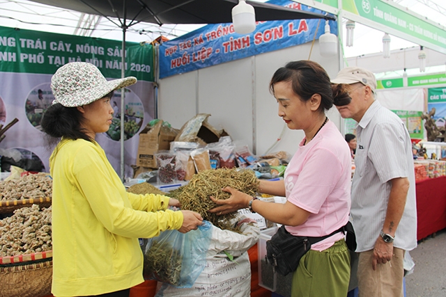 Bà Lương Thị Nương, thành viên HTX trồng rừng kinh tế Huổi Liệp, tỉnh Sơn La đóng gói sản phẩm thông đất khô cho khách hàng (Ảnh: Phạm Duy)