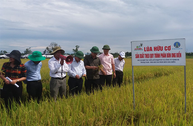 Sản xuất lúa hữu cơ ở HTX Phước Thị, xã Gio Mỹ huyện Gio Linh (Ảnh:TL)