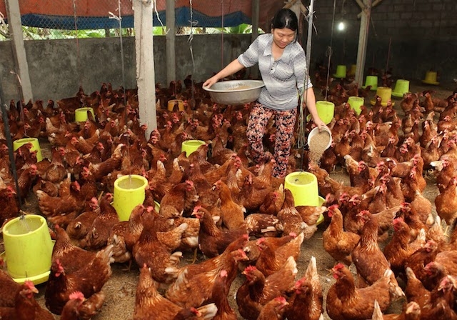 Chăn nuôi gà mang lại thu nhập khá cho xã Thiện Nghiệp