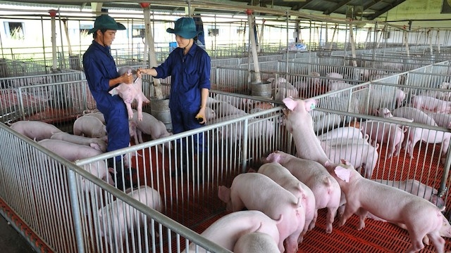 Phát triển trang trại chăn nuôi đã giải quyết được một phần lao động nông nhàn ở nông thôn tỉnh Bình Thuận